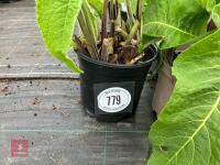 3 X INULA CAR PARK"" - 2