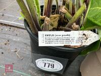 3 X INULA CAR PARK"" - 3