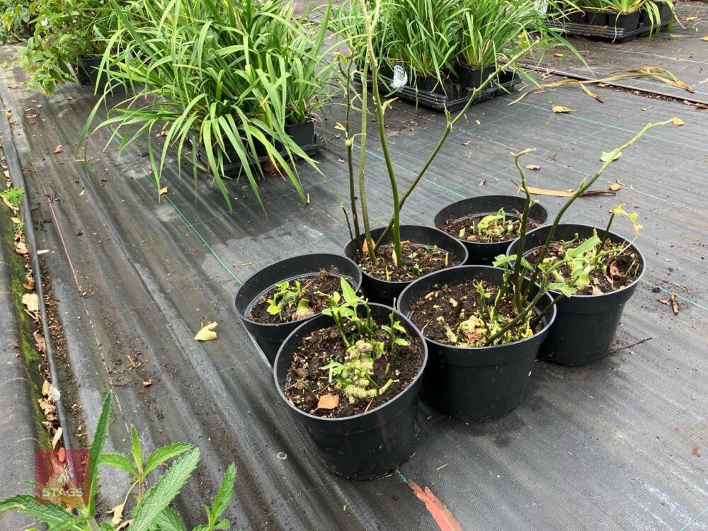 6 X DISPOROPSIS PERNYI