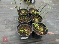 6 X DISPOROPSIS PERNYI - 2