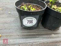 6 X DISPOROPSIS PERNYI - 3