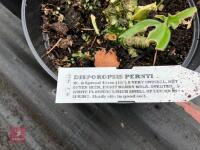 6 X DISPOROPSIS PERNYI - 4