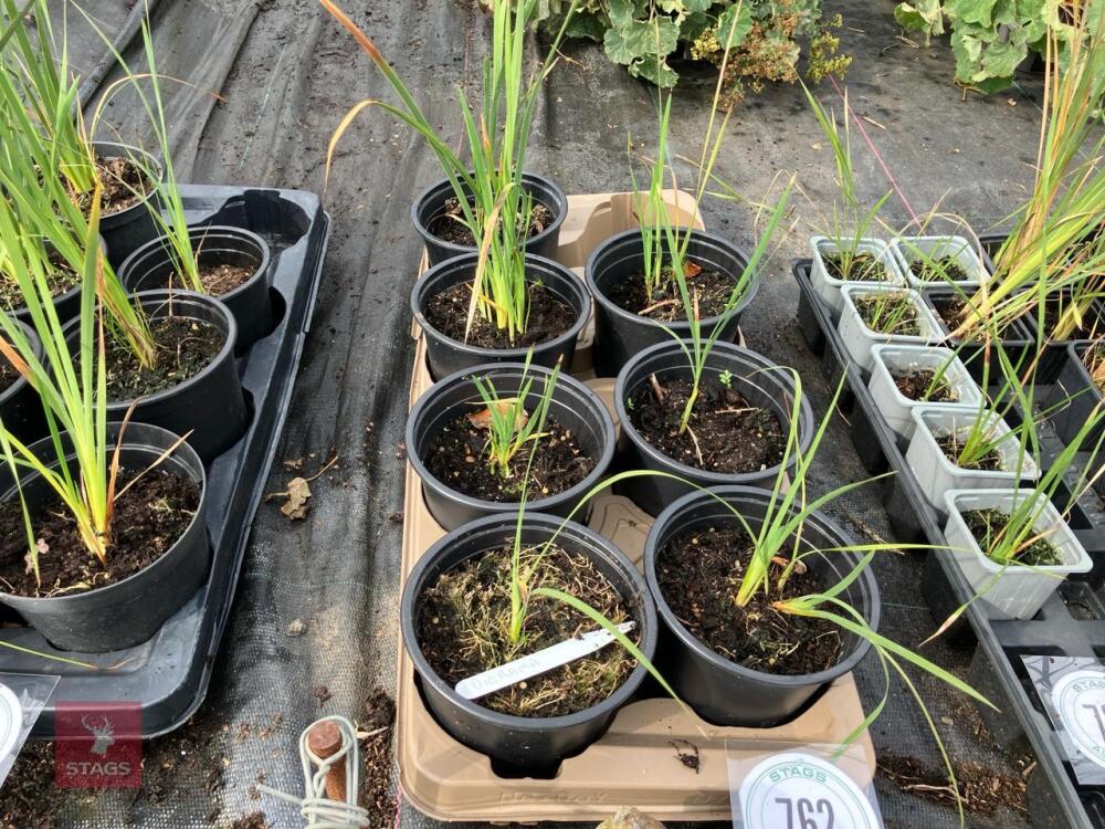 7 X DIERAMA PERENNIAL