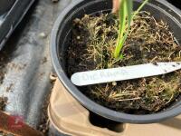 7 X DIERAMA PERENNIAL - 3