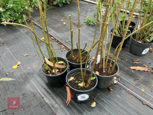 4 X HELIANTHUS LEMON QUEEN
