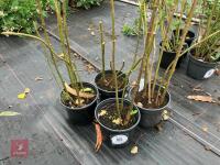 4 X HELIANTHUS LEMON QUEEN
