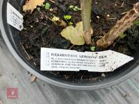 4 X HELIANTHUS LEMON QUEEN - 3