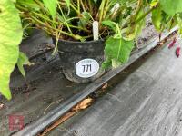 1 X PERSICA PERENNIAL - 2