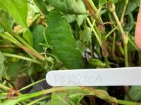 1 X PERSICA PERENNIAL - 3