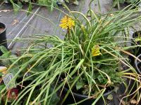3 X MIXED SHRUBS - 2