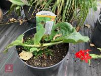 3 X MIXED SHRUBS - 4