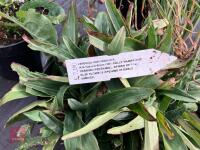 3 X MIXED SHRUBS - 5