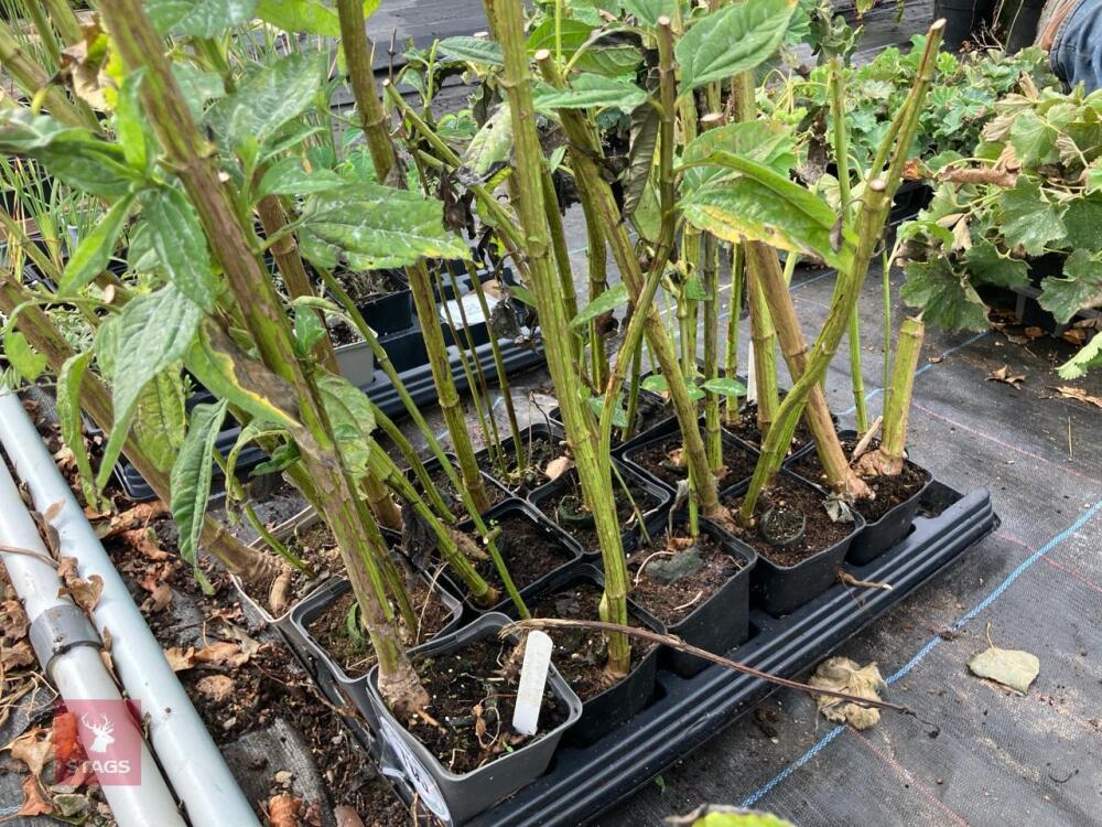 15 x HELIANTHUS LEMON QUEEN PERENNIAL