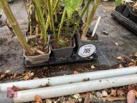 15 x HELIANTHUS LEMON QUEEN PERENNIAL - 2