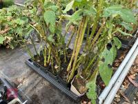 15 x HELIANTHUS LEMON QUEEN PERENNIAL - 3