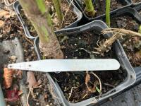 15 x HELIANTHUS LEMON QUEEN PERENNIAL - 4
