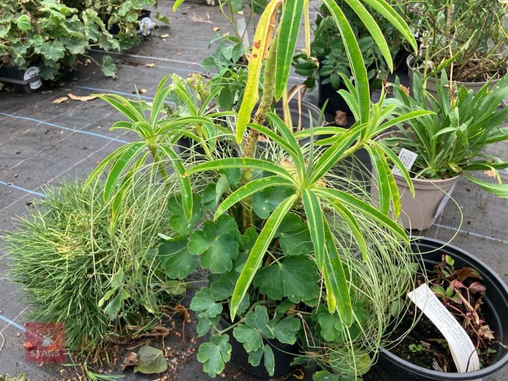 3 X MIXED SHRUBS