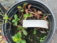 3 X MIXED SHRUBS - 3