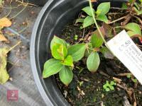 3 X MIXED SHRUBS - 4