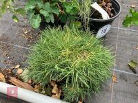 3 X MIXED SHRUBS - 5