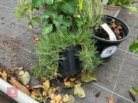 3 X MIXED SHRUBS - 6