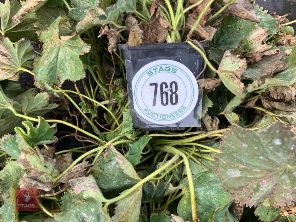 12 X ALCHEMILLA MOLLIS