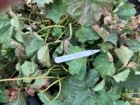 12 X ALCHEMILLA MOLLIS - 2