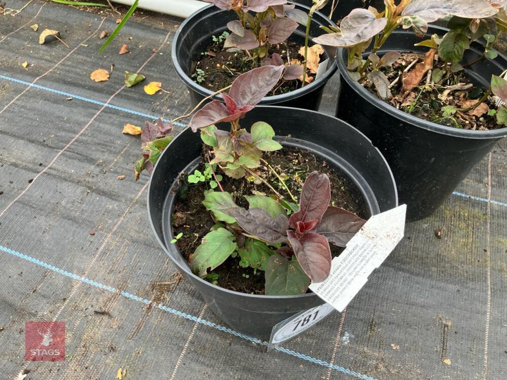 3 X LYSIMACHIA CILIATUM FIRECRACKER
