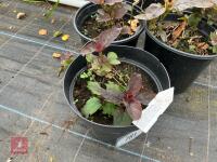3 X LYSIMACHIA CILIATUM FIRECRACKER