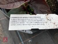 3 X LYSIMACHIA CILIATUM FIRECRACKER - 3