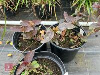3 X LYSIMACHIA CILIATUM FIRECRACKER - 4