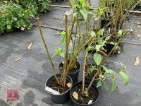 4 X HELIANTHUS LEMON QUEEN