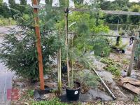 ACACIA DEALBATA EVERYGREEN TREE