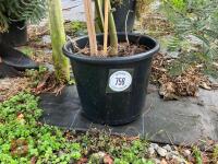 ACACIA DEALBATA EVERYGREEN TREE - 2