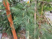 ACACIA DEALBATA EVERYGREEN TREE - 4