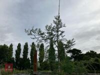 ACACIA DEALBATA EVERYGREEN TREE - 5