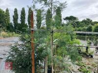 ACACIA DEALBATA EVERYGREEN TREE - 6