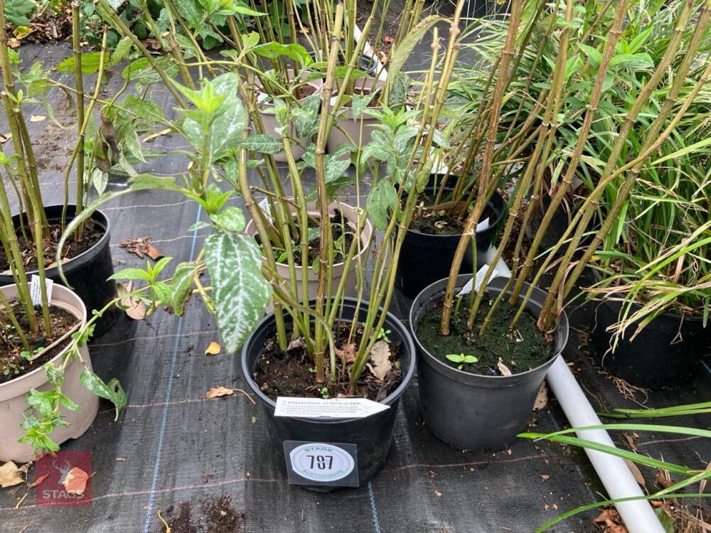 4 X HELIANTHUS LEMON QUEEN