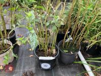 4 X HELIANTHUS LEMON QUEEN