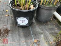 4 X HELIANTHUS LEMON QUEEN - 2