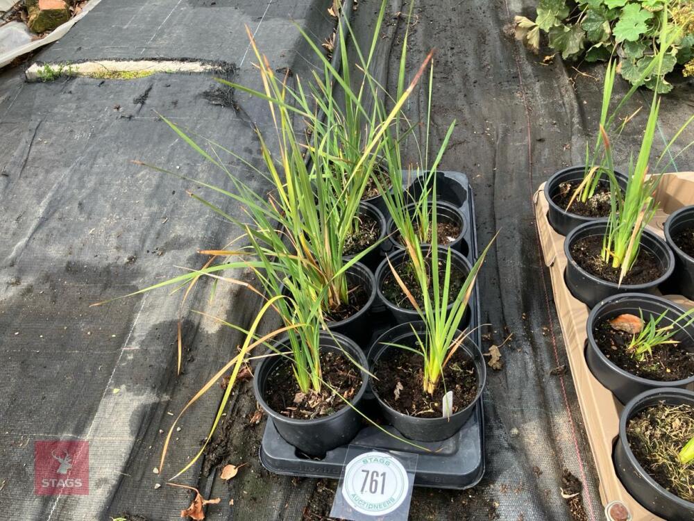 7 X DIERAMA PERENNIAL