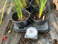 7 X DIERAMA PERENNIAL - 2