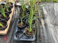 7 X DIERAMA PERENNIAL - 4