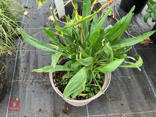3 X MIXED SHRUBS