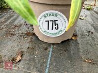 3 X MIXED SHRUBS - 2