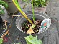 3 X MIXED SHRUBS - 3