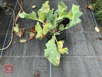 3 X MIXED SHRUBS - 4