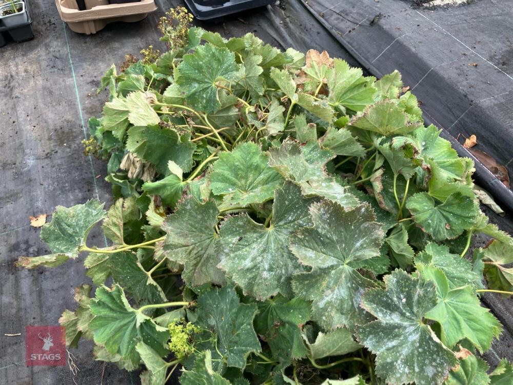 11 X ALCHEMILLA MOLLIS