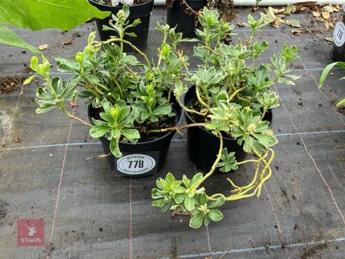 2 X UNKNOWN SHRUBS