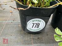 2 X UNKNOWN SHRUBS - 2